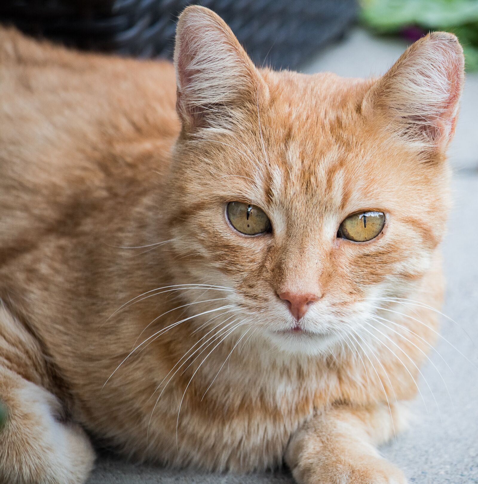 Canon EF-S 55-250mm F4-5.6 IS STM sample photo. Cat, domestic cat, animal photography