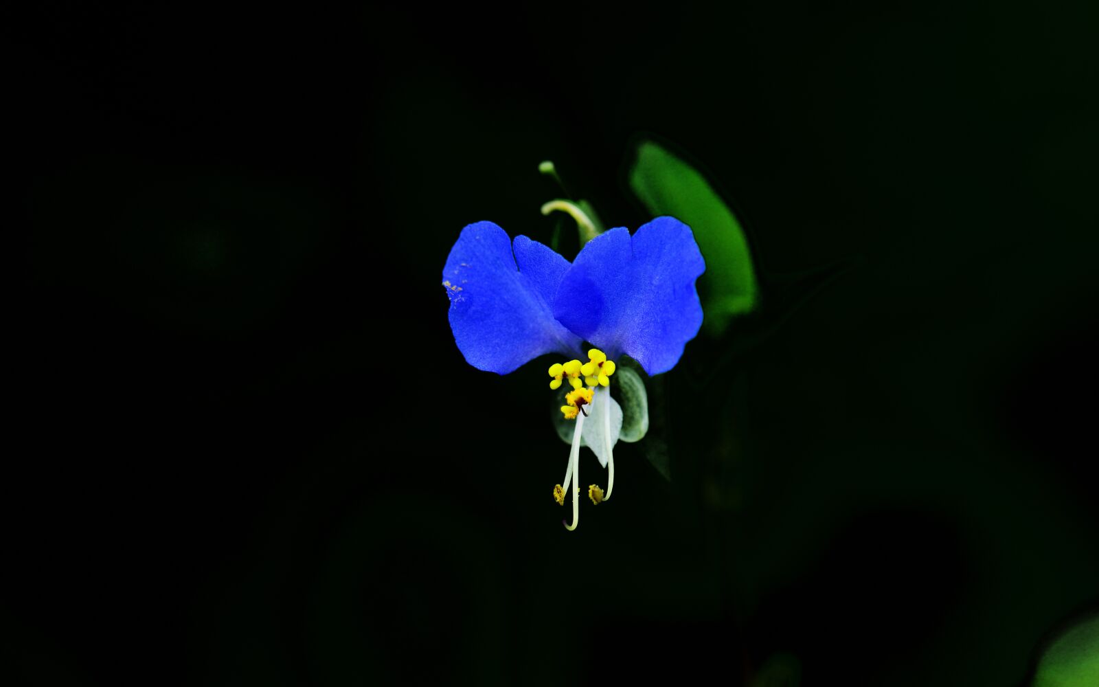 Nikon D800 sample photo. Autumnal, plant, asiatic dayflower photography