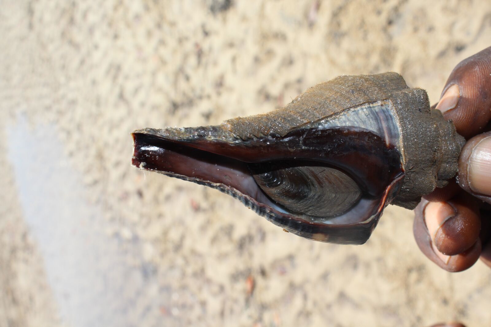 Canon EOS 600D (Rebel EOS T3i / EOS Kiss X5) sample photo. Sea shell, tunnel, shell photography