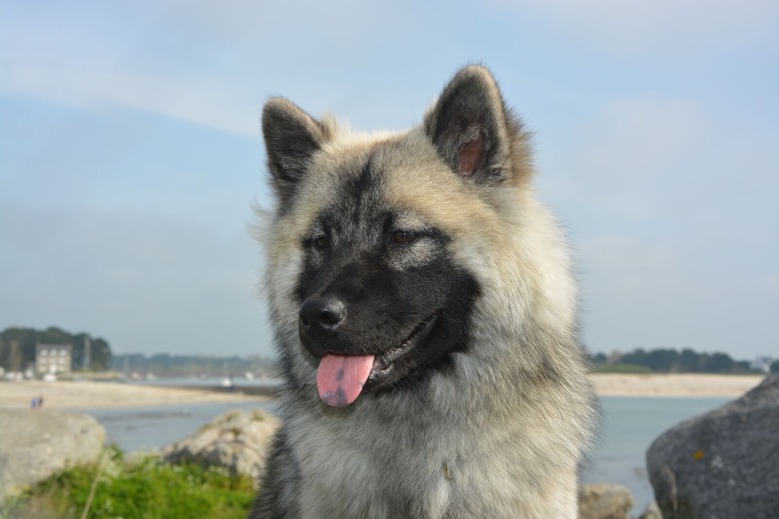 Nikon D5200 sample photo. Dog, bitch, bitch nova photography