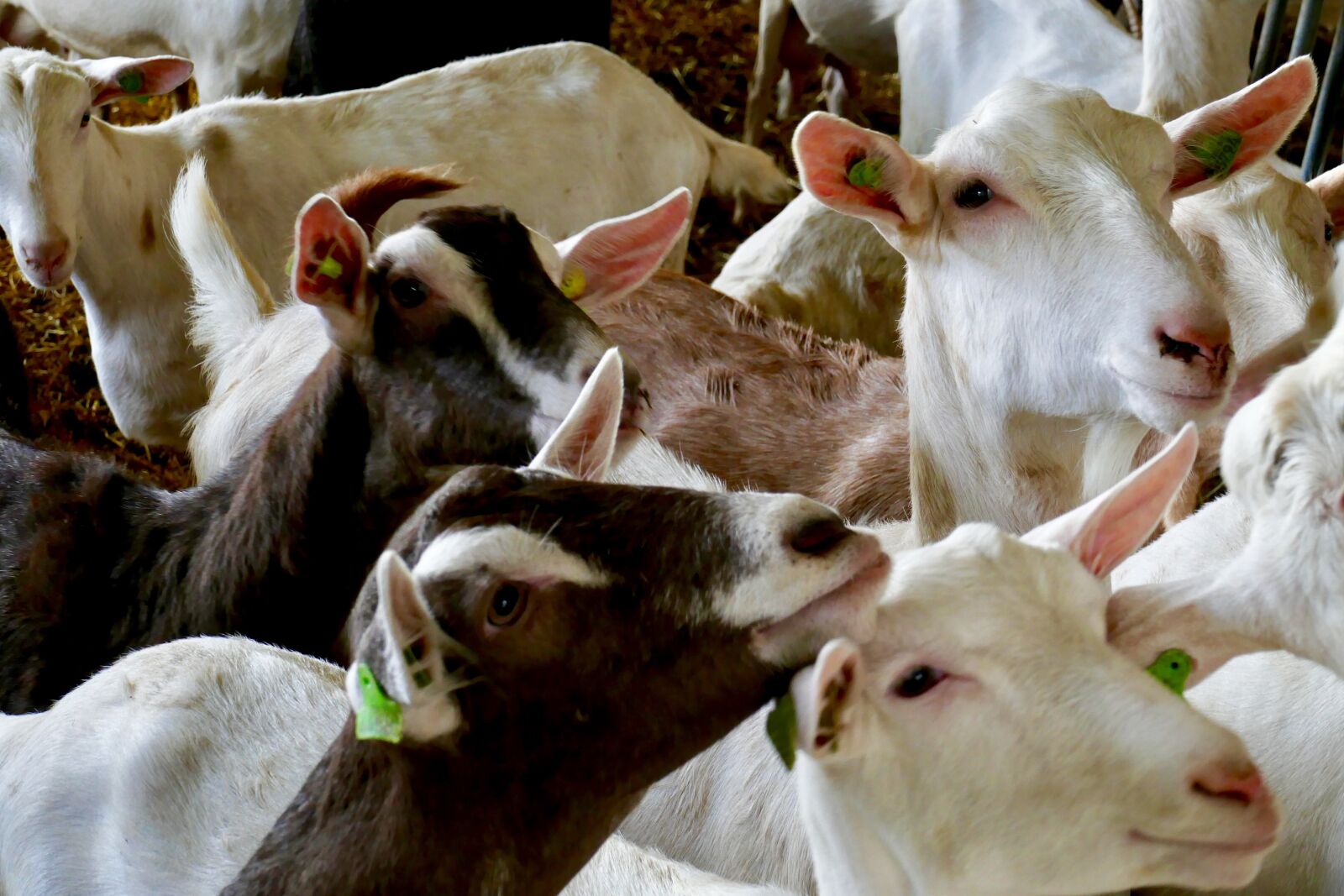 Panasonic Lumix DMC-FZ1000 sample photo. Goat, goats, farm photography