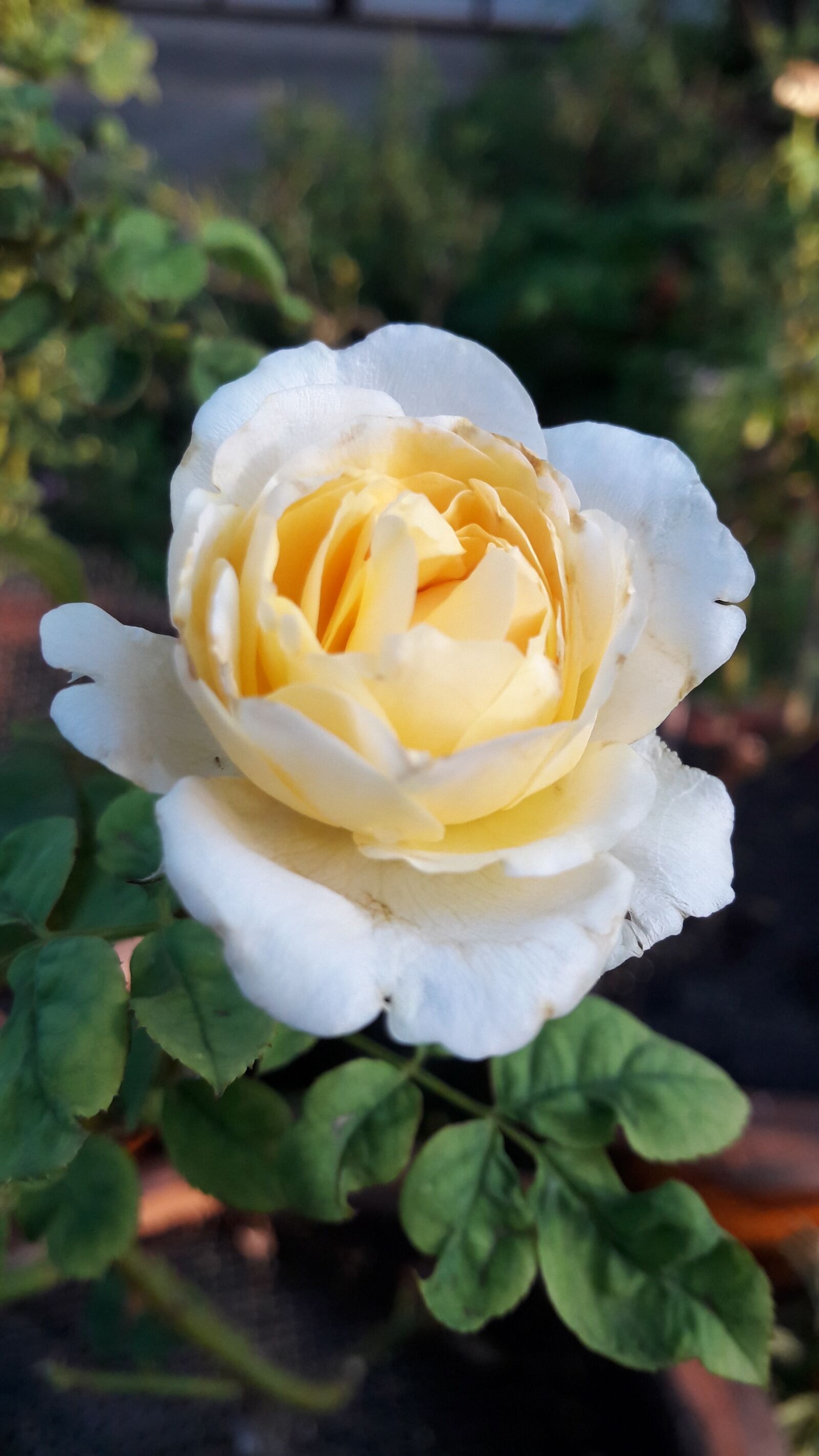 Samsung Galaxy A5(2016) sample photo. Rose, plant, nature photography