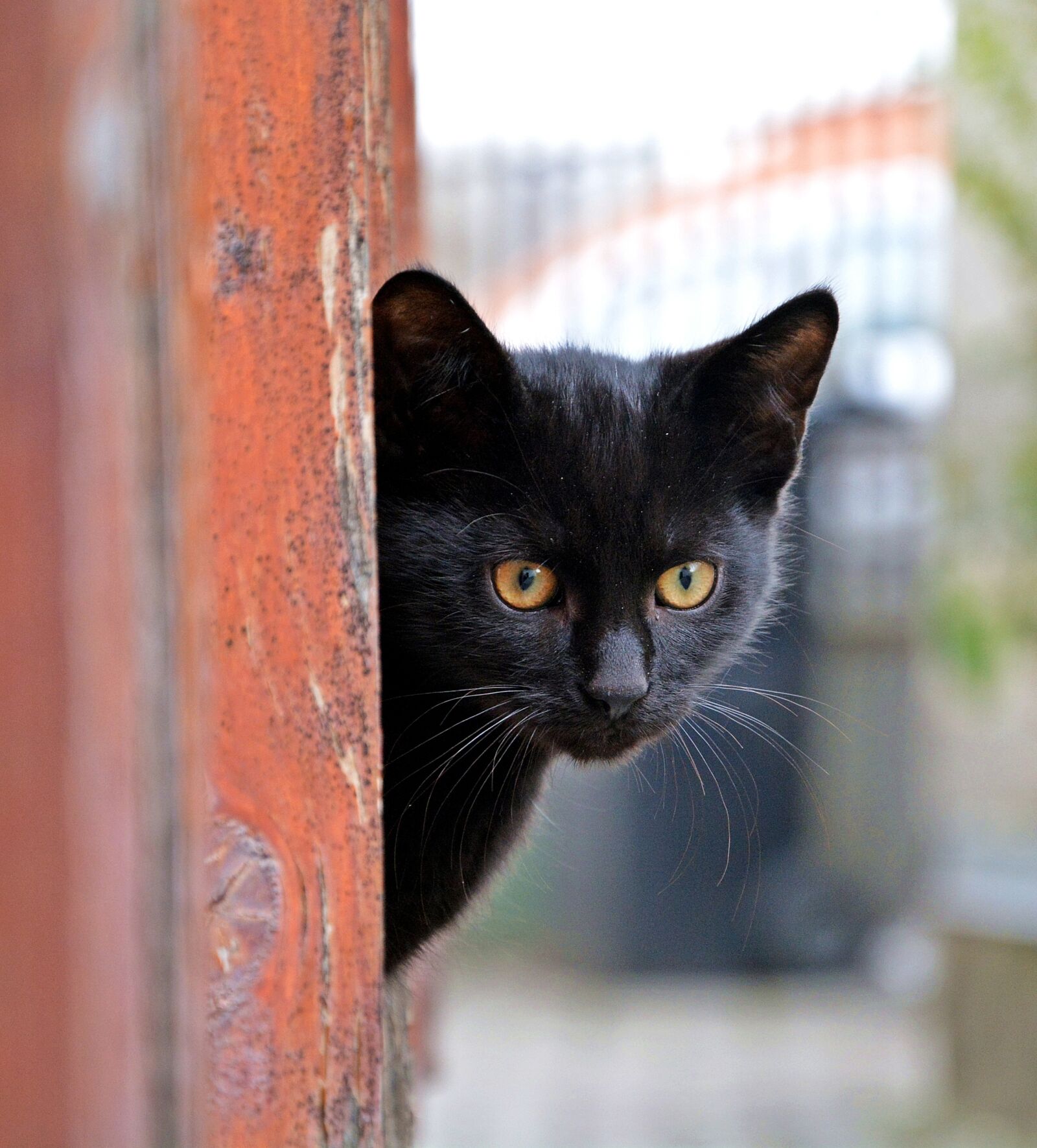 Nikon D7100 sample photo. Cat, animal, fur photography