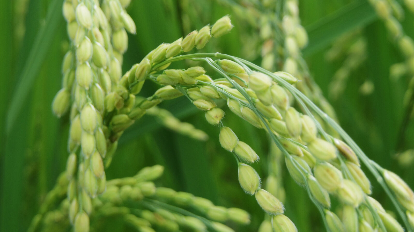 Pentax 02 Standard Zoom sample photo. Rice, plant photography