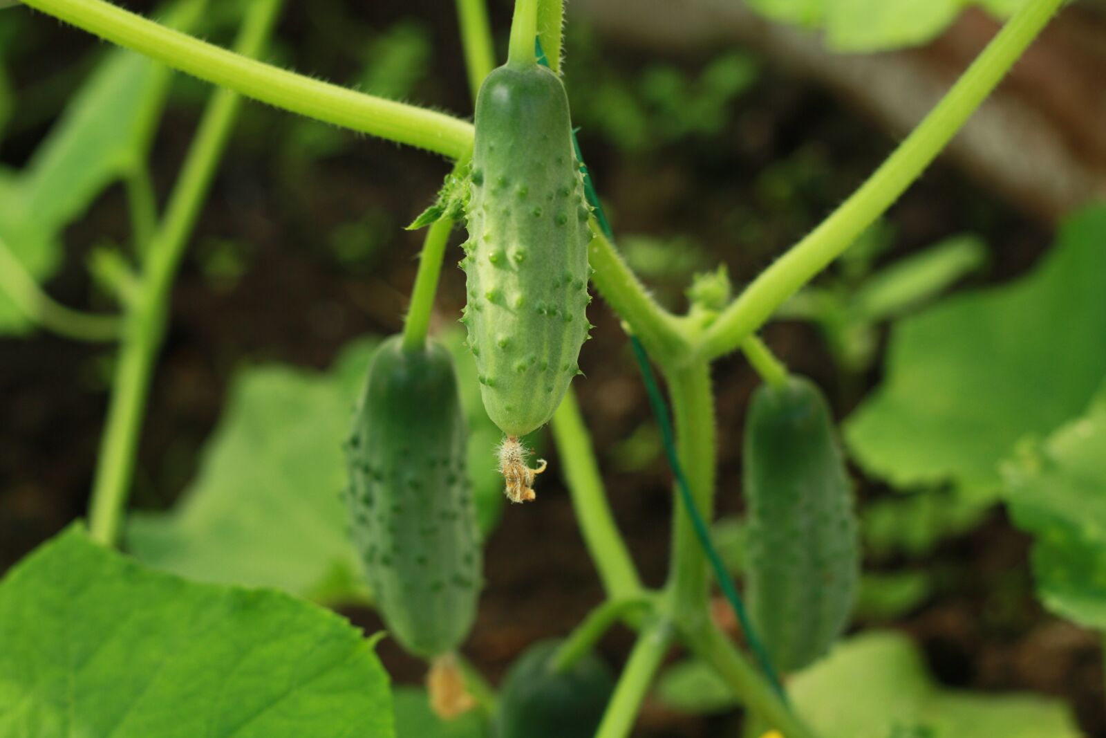 Canon EOS 450D (EOS Rebel XSi / EOS Kiss X2) sample photo. Cucumbers, plant, nature photography