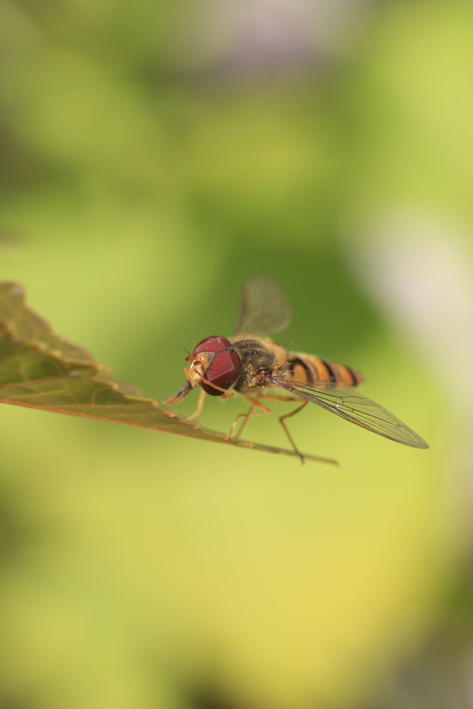 Canon EOS 40D sample photo. Insect, wasp, summer photography