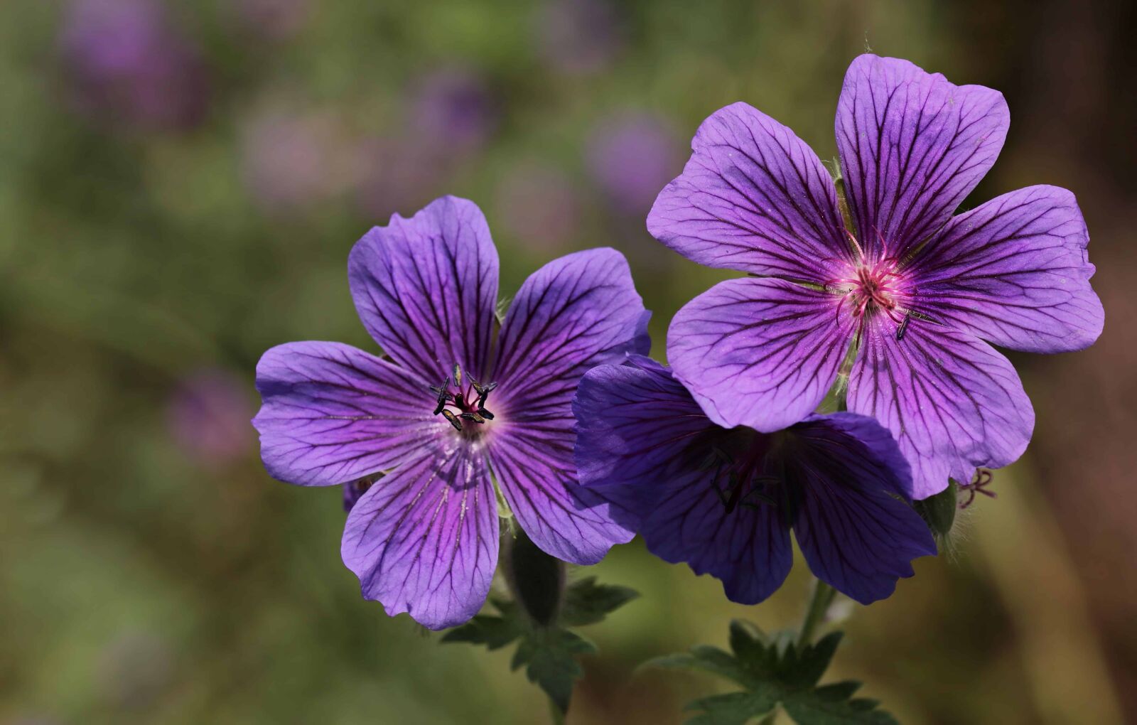 Canon EOS 80D sample photo. Purple, horticulture, pistil, flower photography