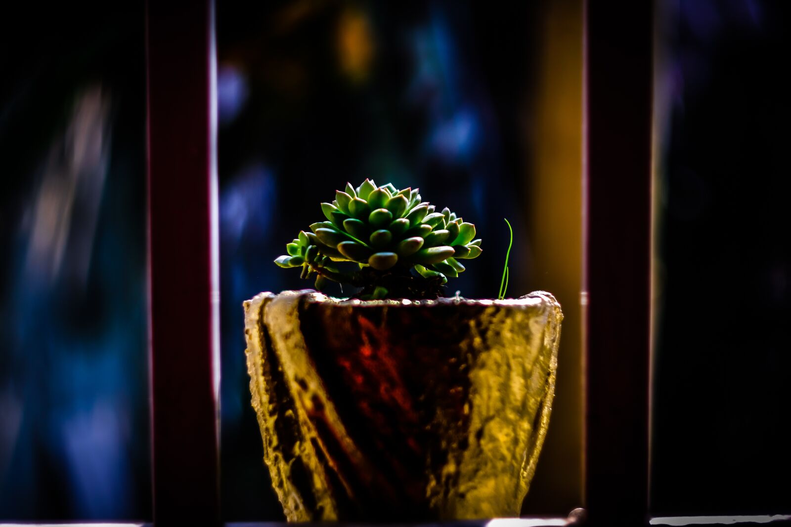 Fujifilm X-T20 sample photo. Cactus, plant, green photography