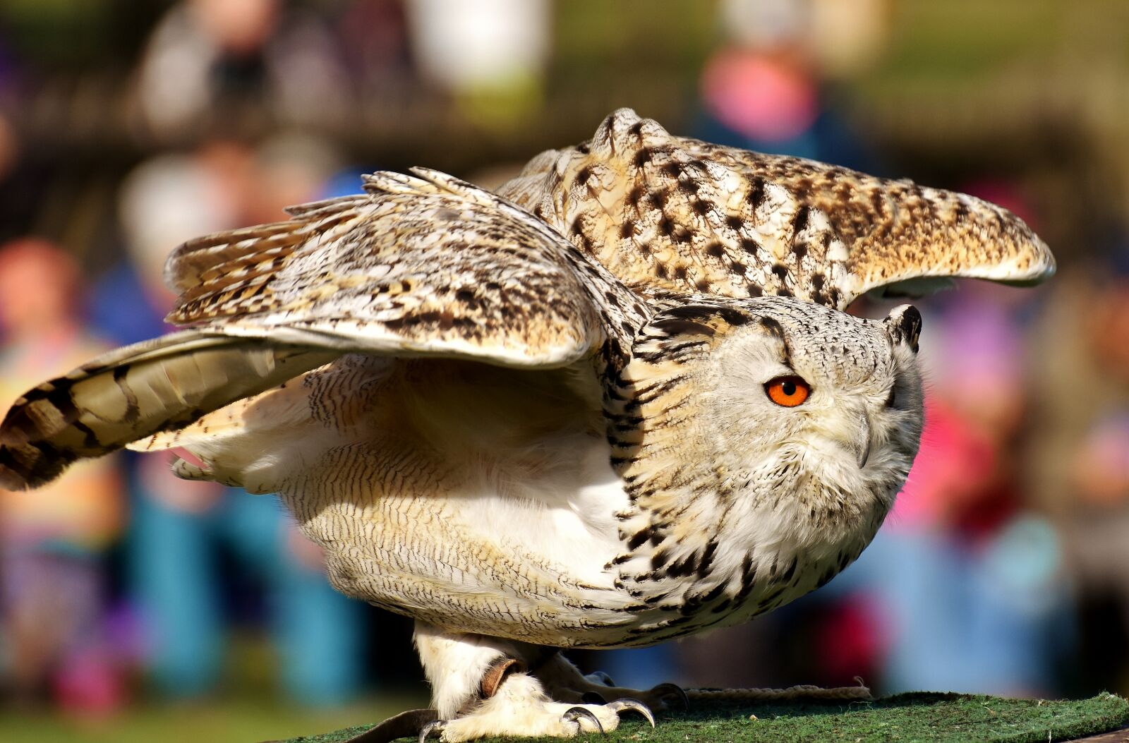 Nikon D7200 sample photo. Owl, bird, feather photography