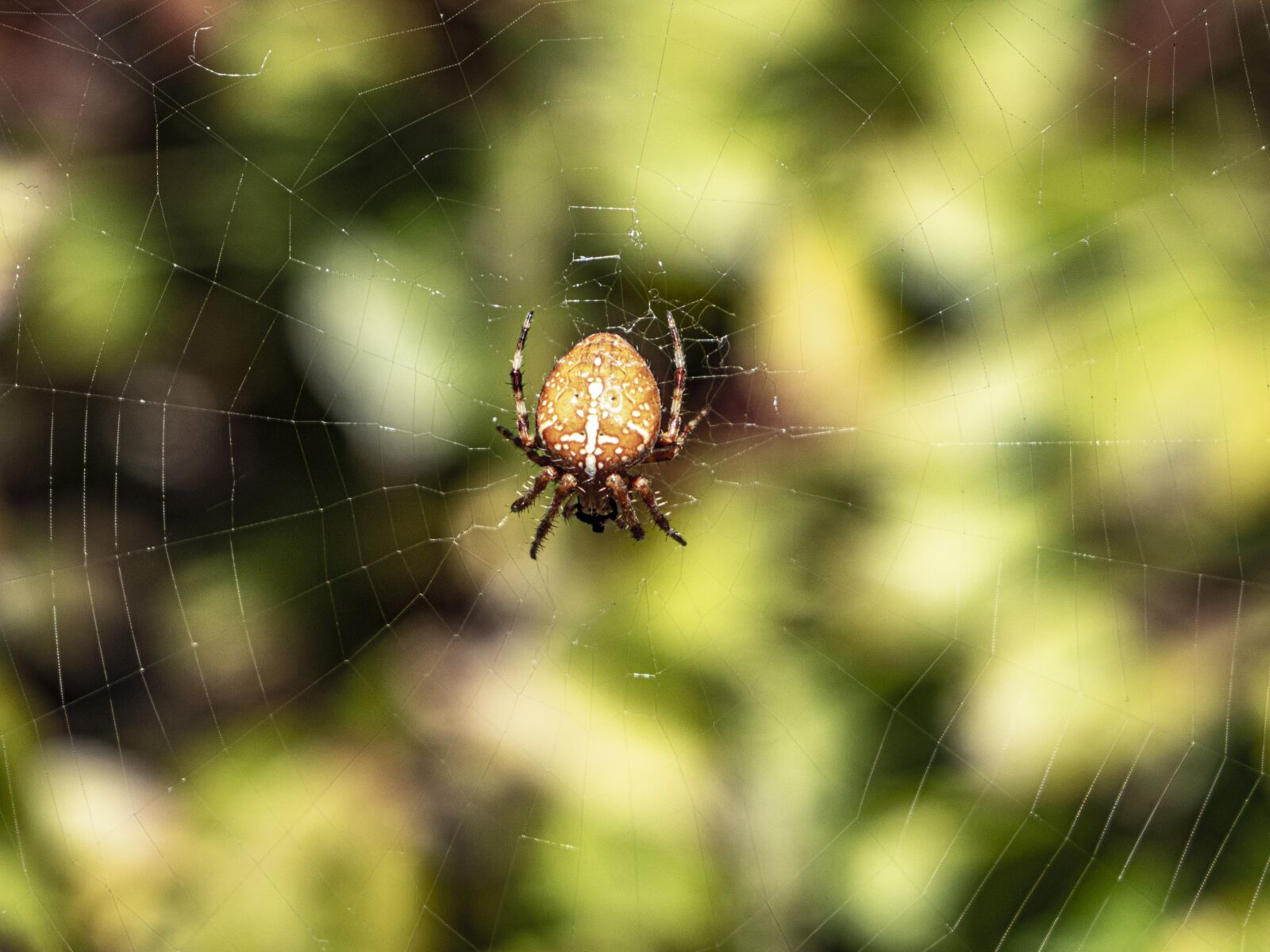 Sony Cyber-shot DSC-RX10 sample photo. Spider, spiderweb, cobweb photography