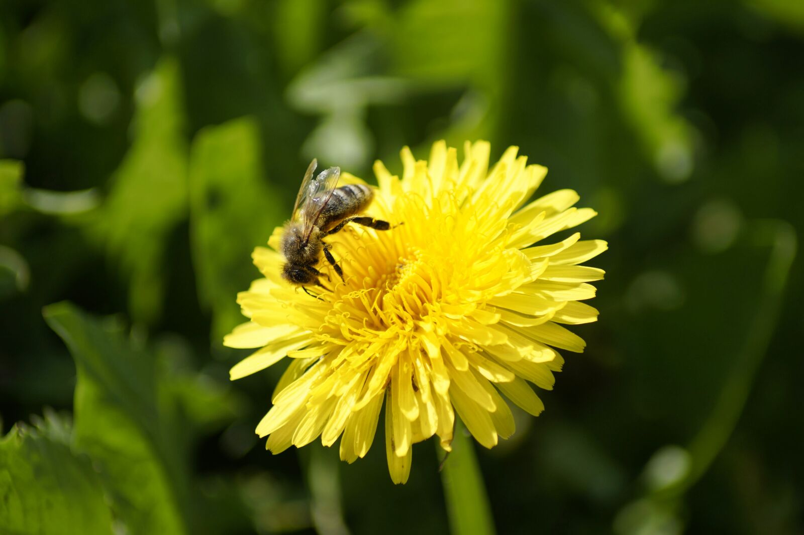 Sony SLT-A58 sample photo. Bee, insect, animal photography