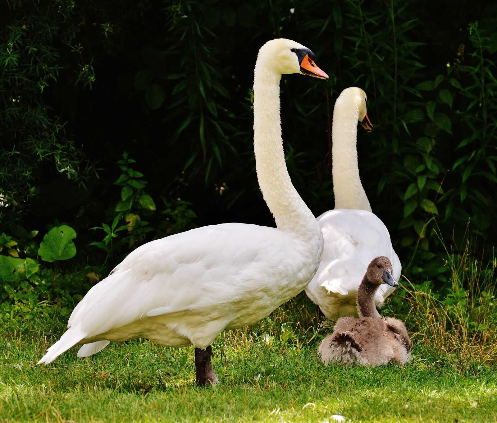 Nikon D3200 sample photo. Swans, family, water photography
