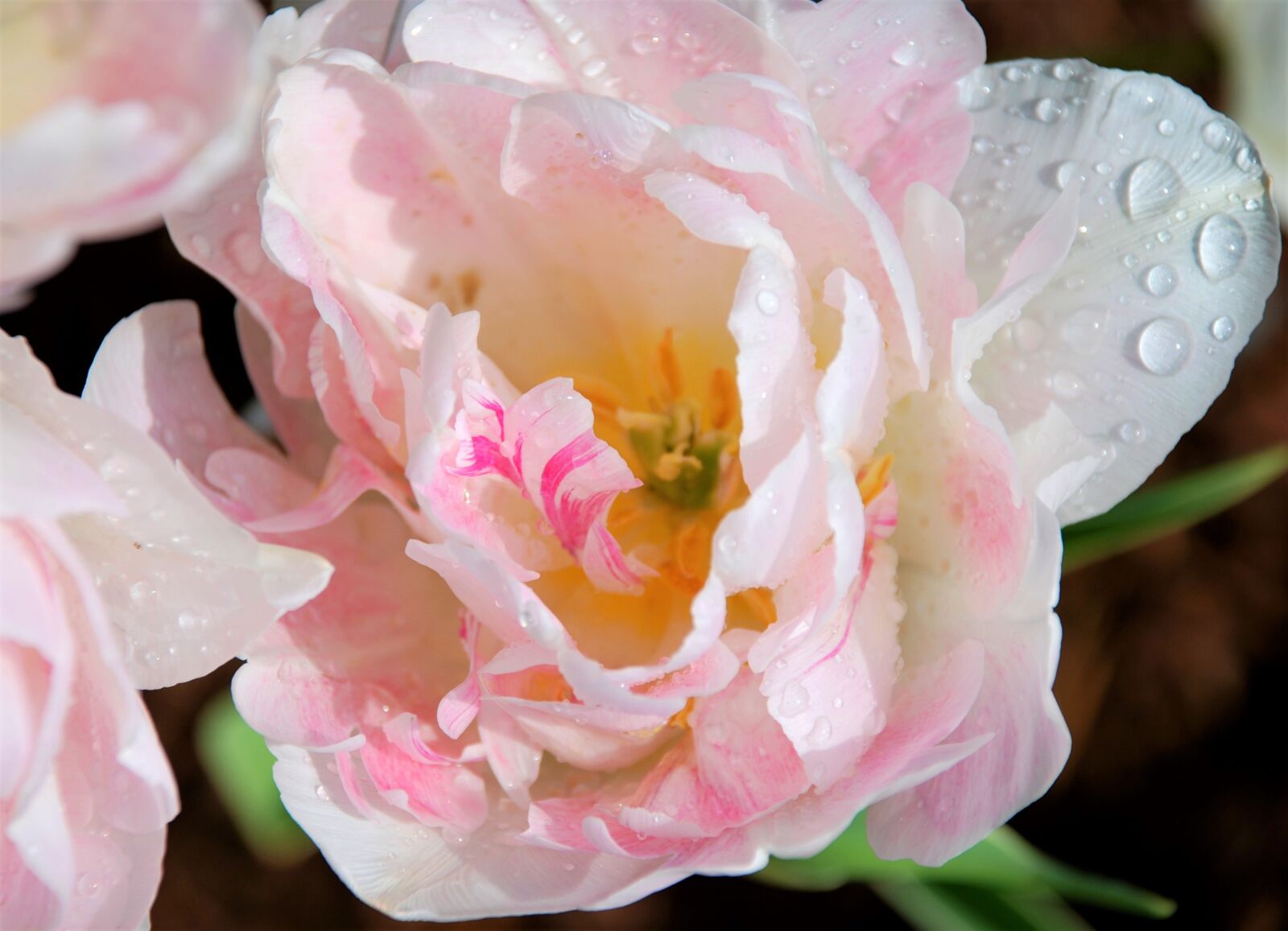 Nikon D80 sample photo. Tulip, pink, spring photography