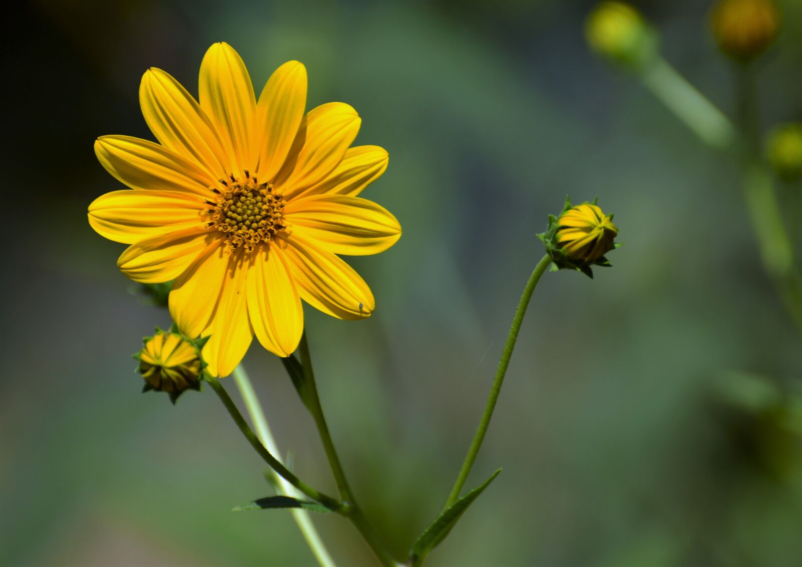 Nikon D3200 sample photo. Sun, yellow, flower photography