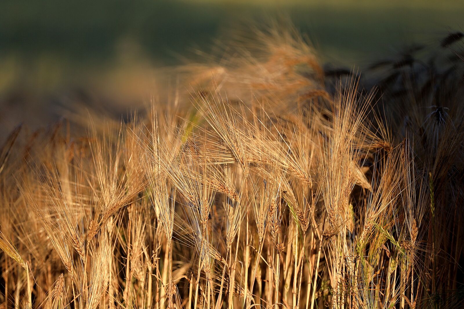 Canon EOS R sample photo. Barley, malting barley, cereals photography
