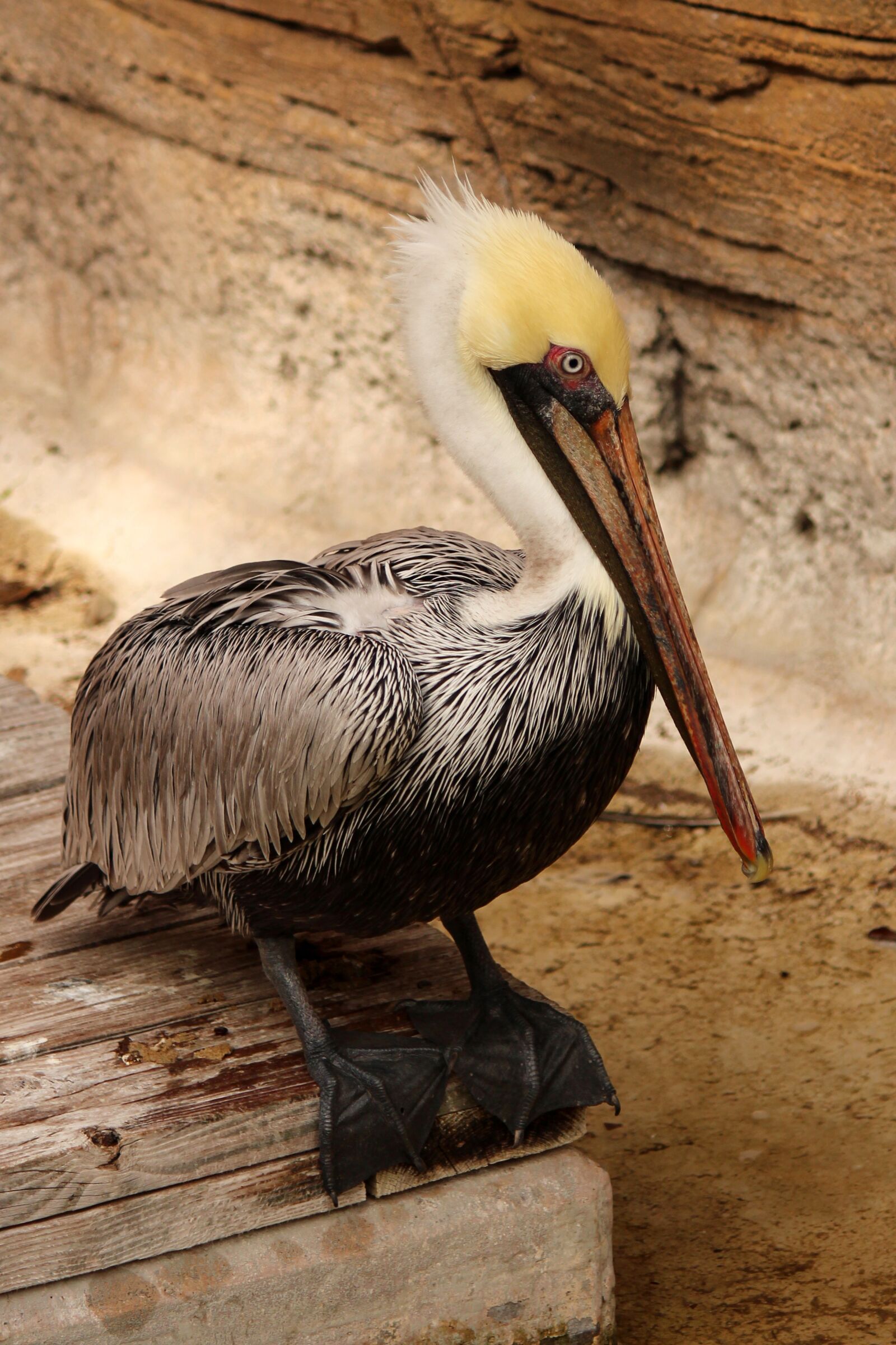 Canon EOS 650D (EOS Rebel T4i / EOS Kiss X6i) + Canon EF-S 55-250mm F4-5.6 IS II sample photo. Pelican, bird, wild photography