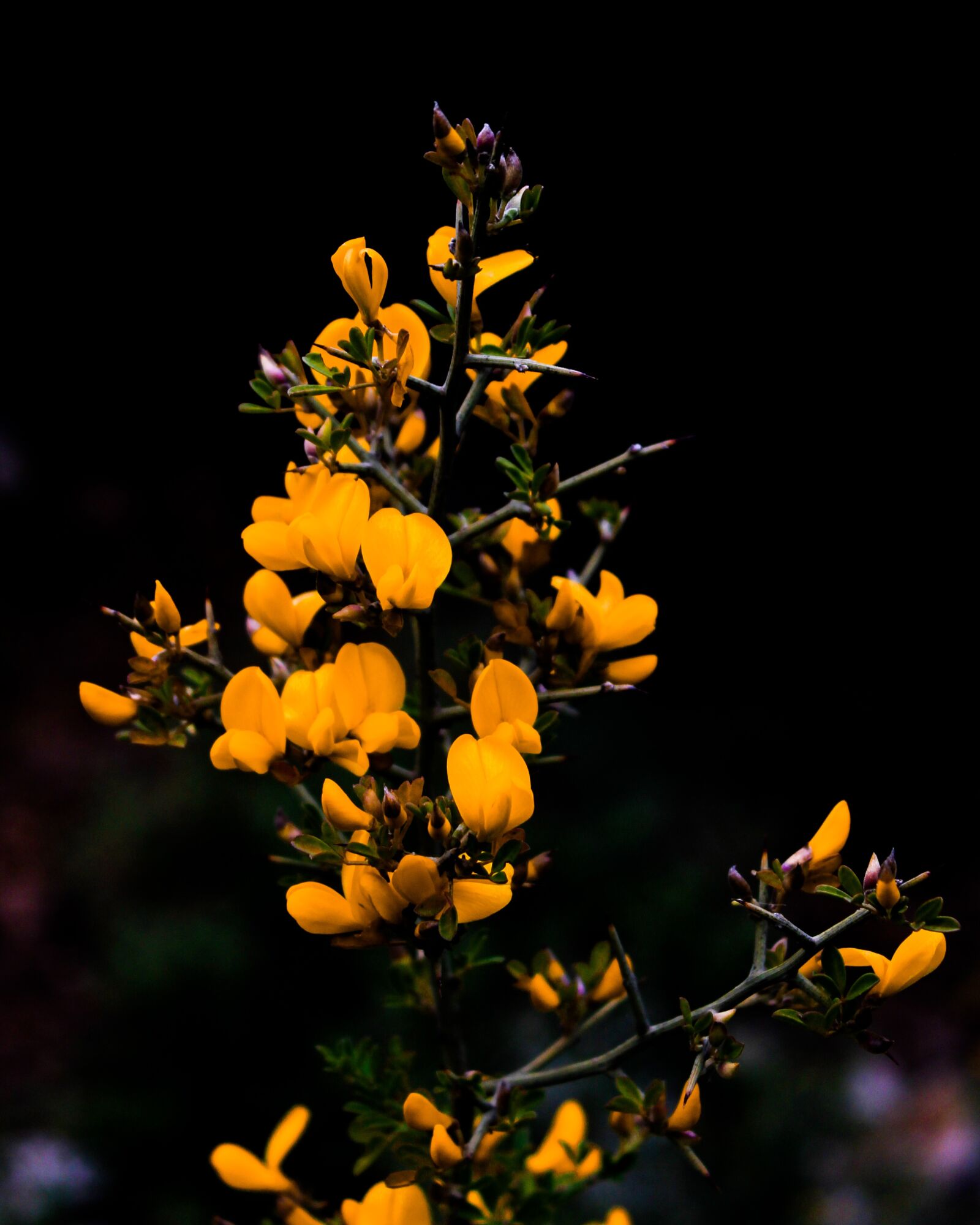 Canon EOS 2000D (EOS Rebel T7 / EOS Kiss X90 / EOS 1500D) sample photo. Flower, nature, yellow photography
