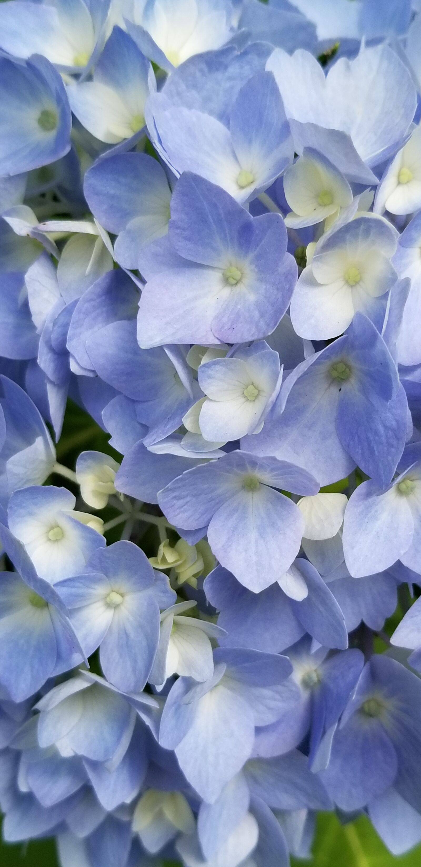 Samsung Galaxy S8+ sample photo. Hydrangea, petals, flower photography