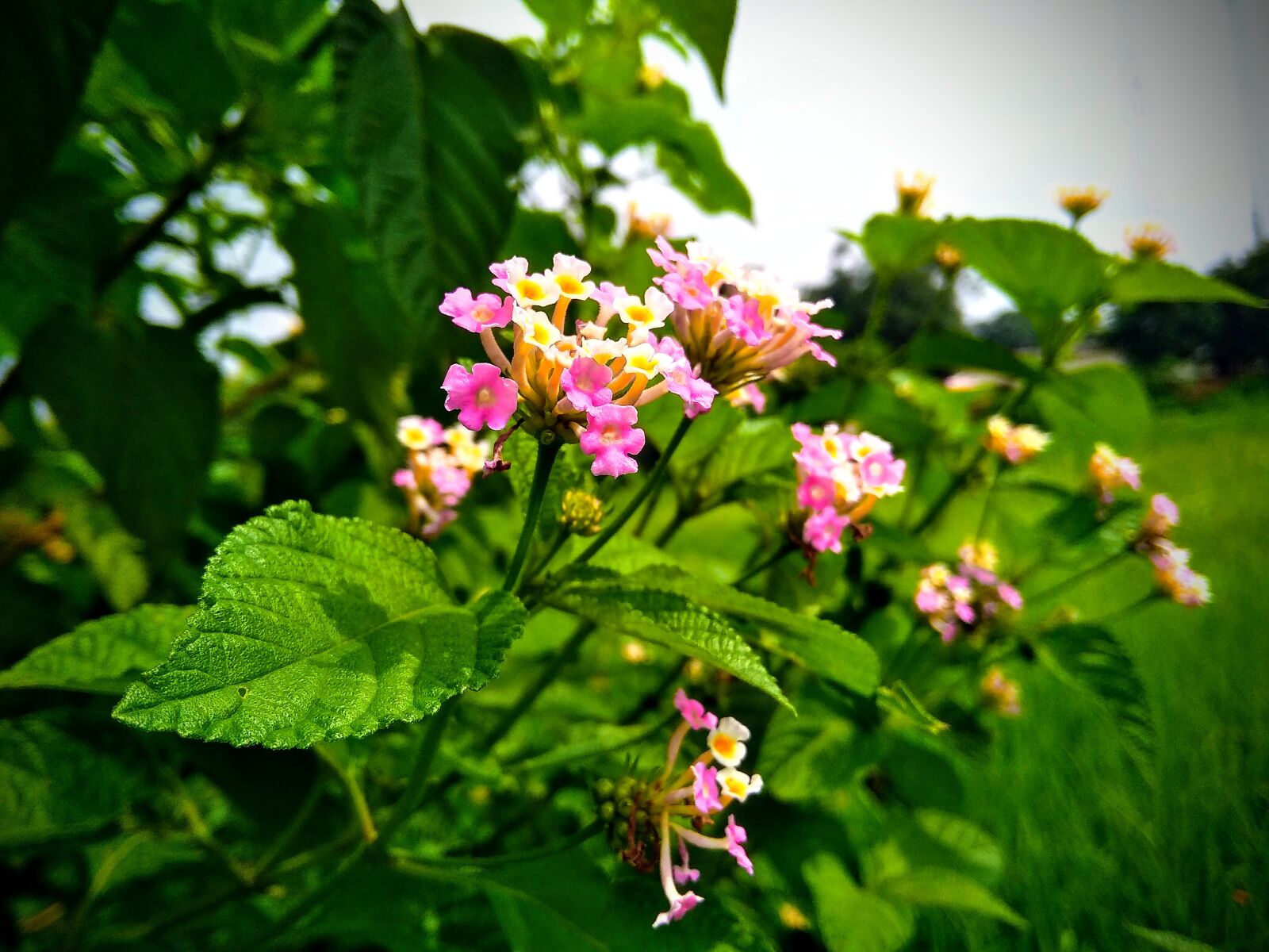 Xiaomi Redmi 5A sample photo. Blossom, nature, bloom photography