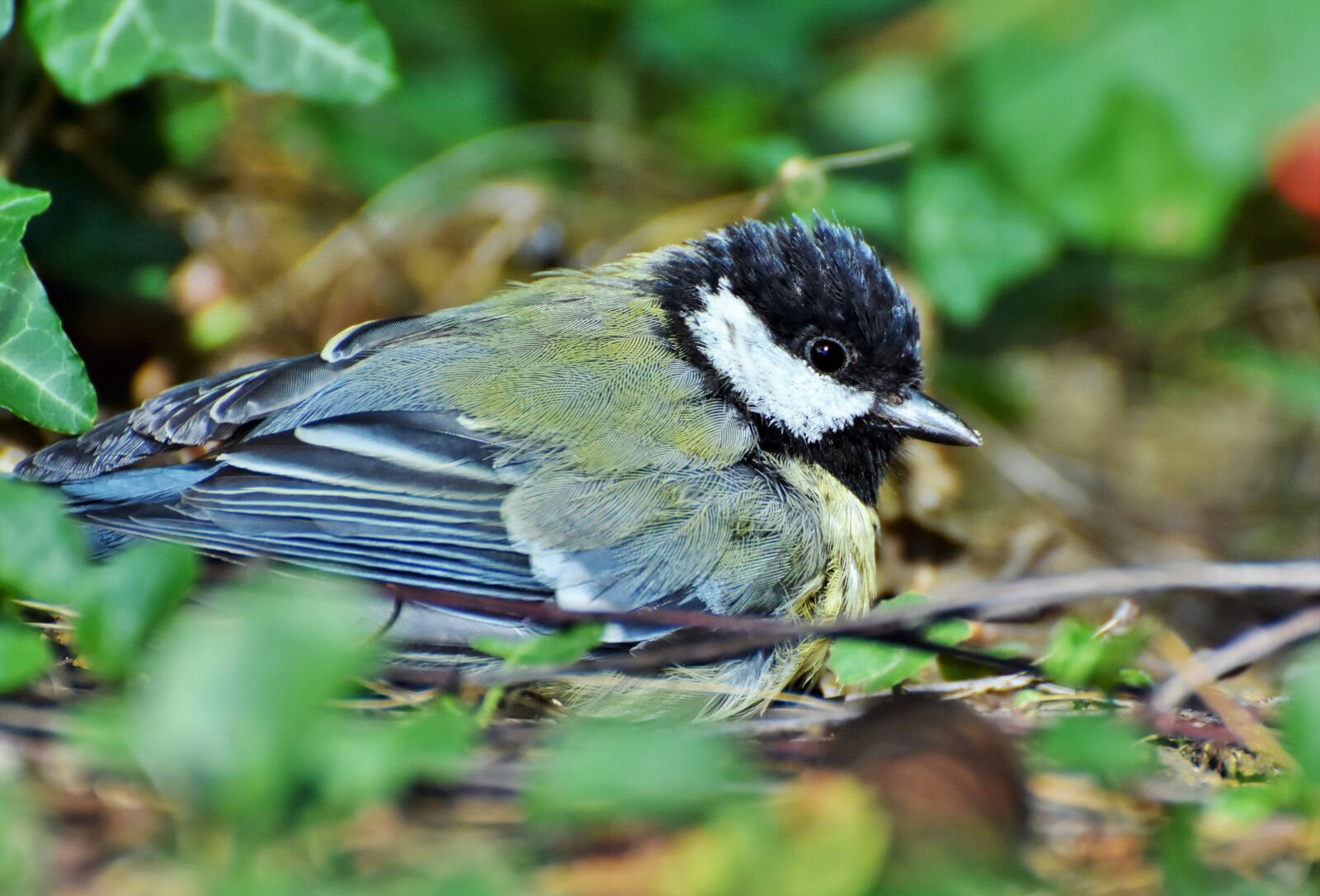 Nikon D7200 sample photo. Tit, songbird, small bird photography