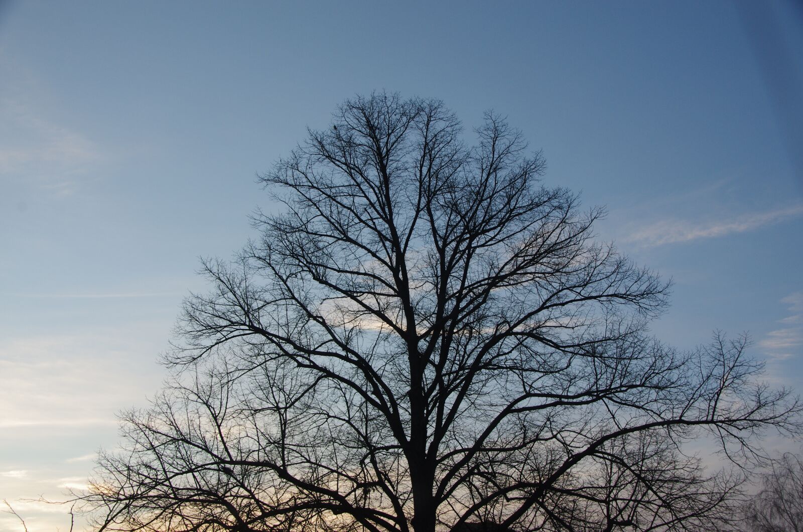 Pentax K-5 sample photo. Tree, dry, landscape photography