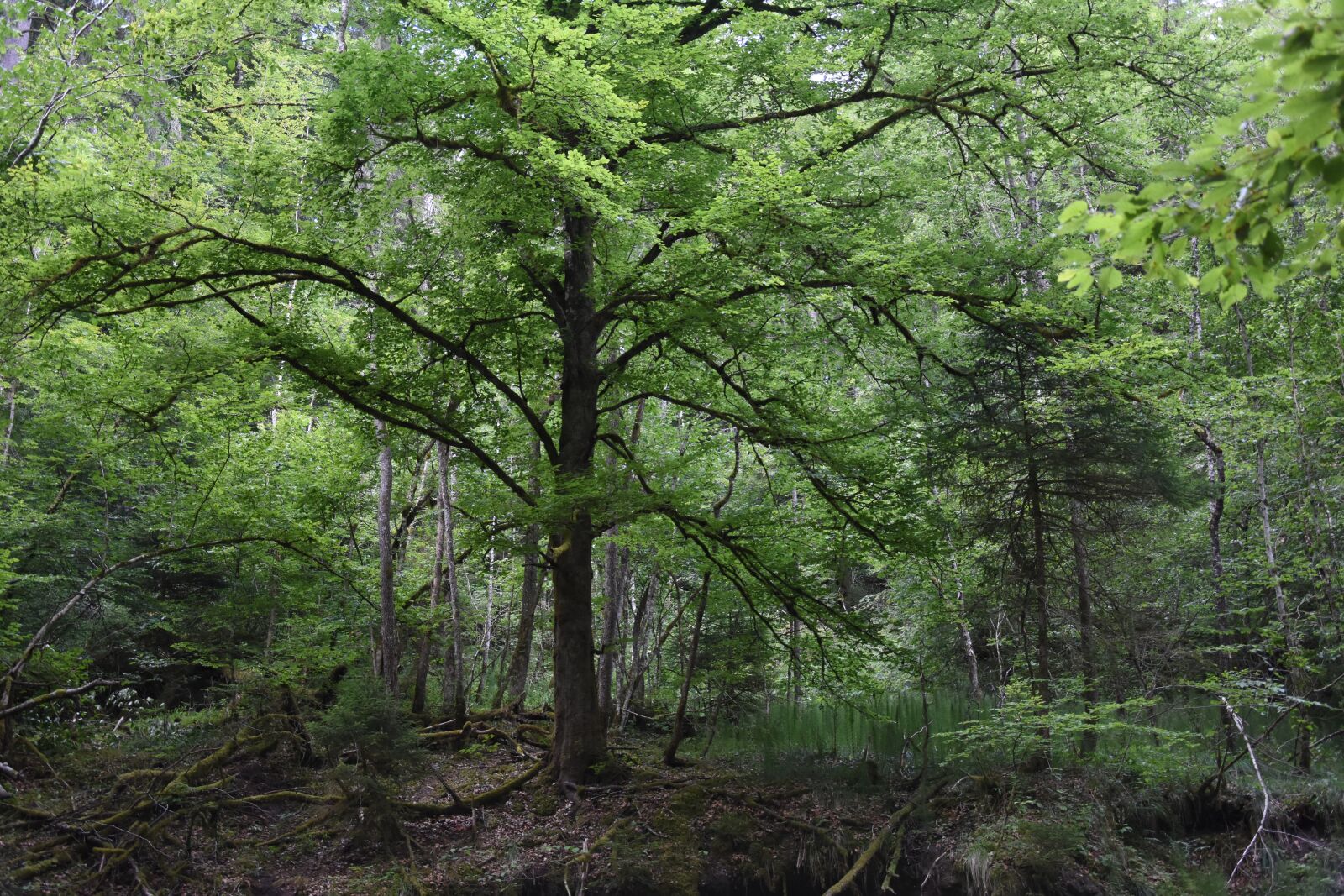 Nikon D7200 sample photo. Tree, nature, green photography