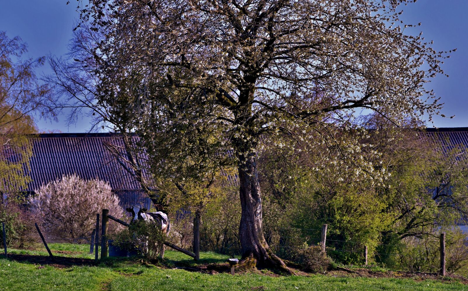 Nikon D500 sample photo. Lentetafereel, idyll, cow photography