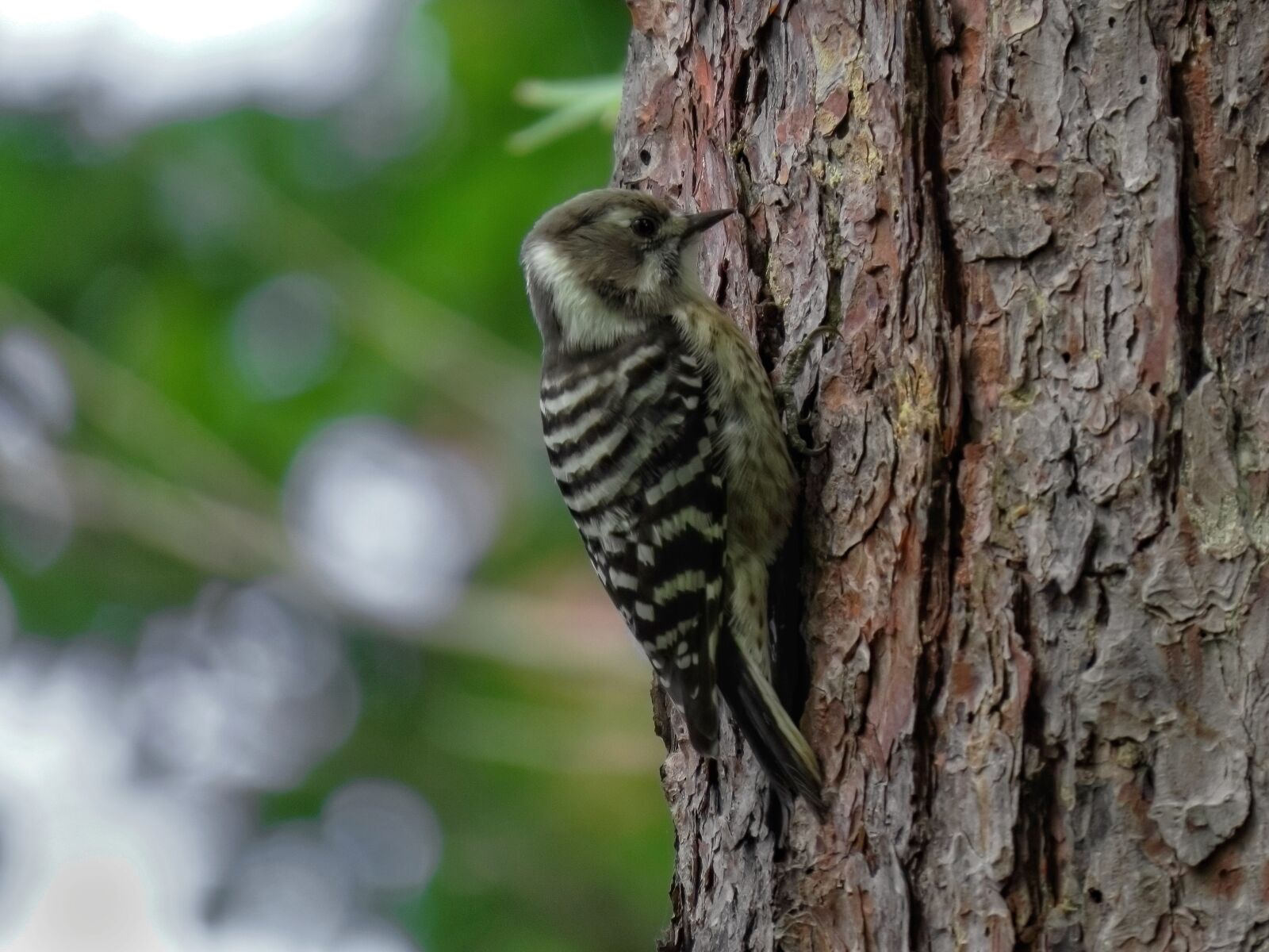 Canon PowerShot SX70 HS sample photo. Animal, forest, wood photography