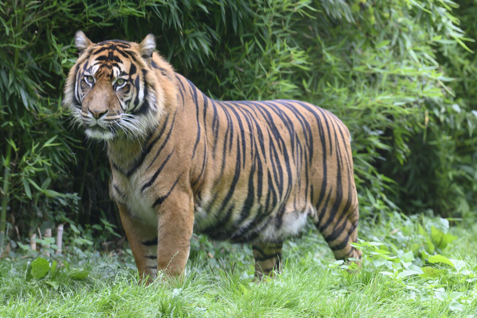 Nikon Z7 sample photo. Tiger, carnivores, animal world photography