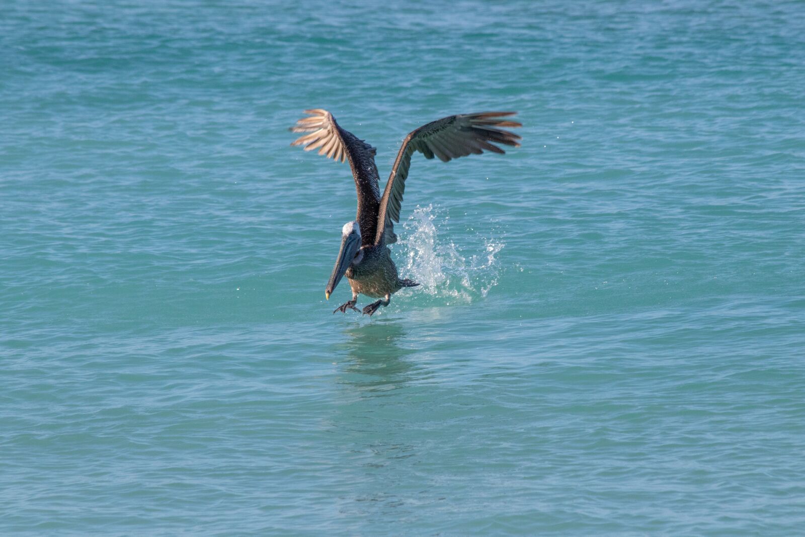 Canon EF 70-300mm F4-5.6 IS USM sample photo. Nature, birds, pelikan photography