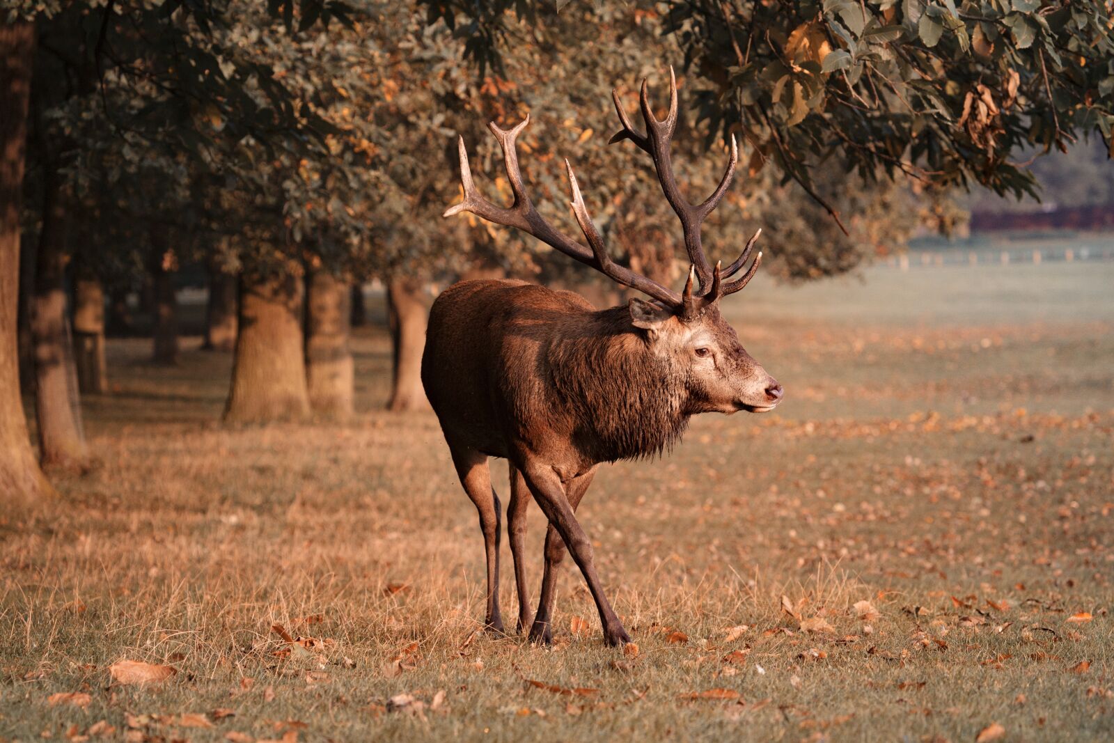 Canon EF 100-400mm F4.5-5.6L IS USM sample photo. Red deer, stag, deer photography