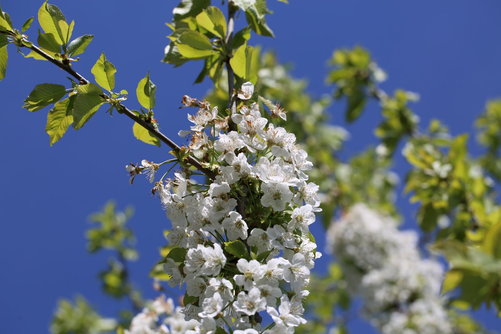 Canon EF 100mm F2.8L Macro IS USM sample photo. Flower, blossom, bloom photography