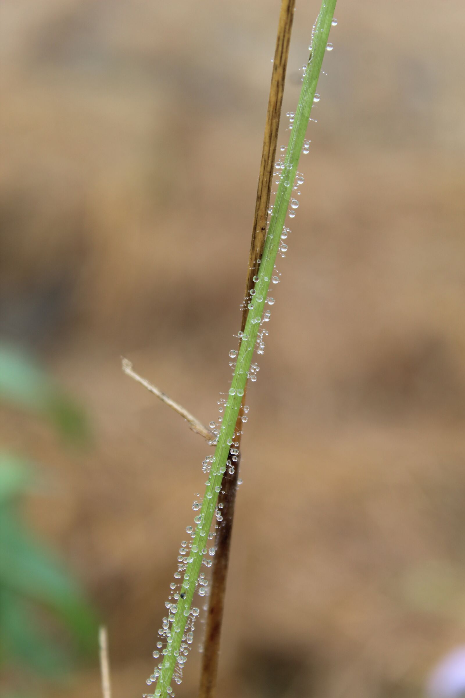 Canon EOS 1300D (EOS Rebel T6 / EOS Kiss X80) sample photo. Dewdrops, morning, greenstems photography