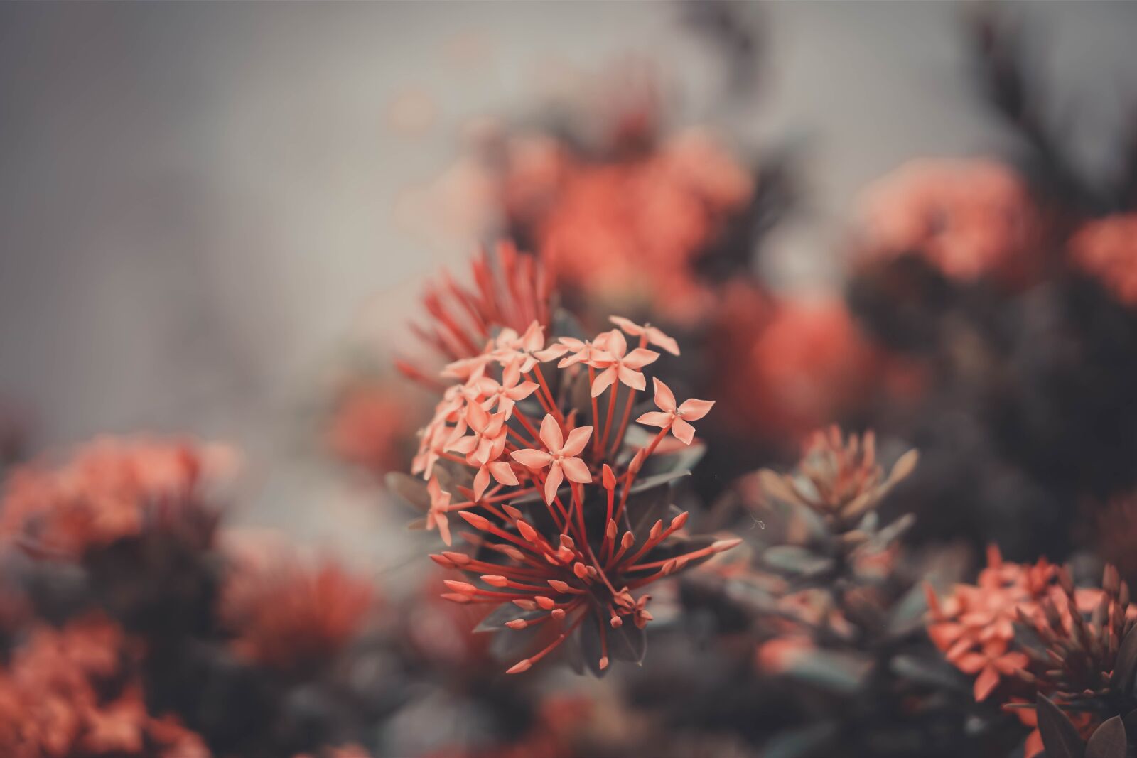 E 50mm F1.8 OSS sample photo. Petal, love, floral photography