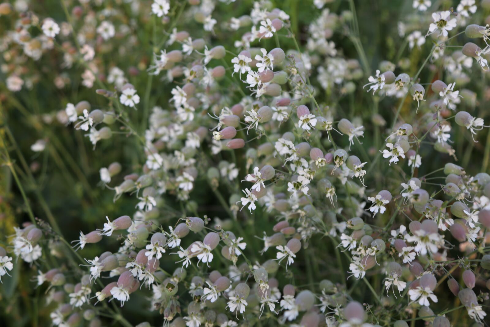 Canon EF 24-105mm F4L IS USM sample photo. Flower, flowers, spring photography
