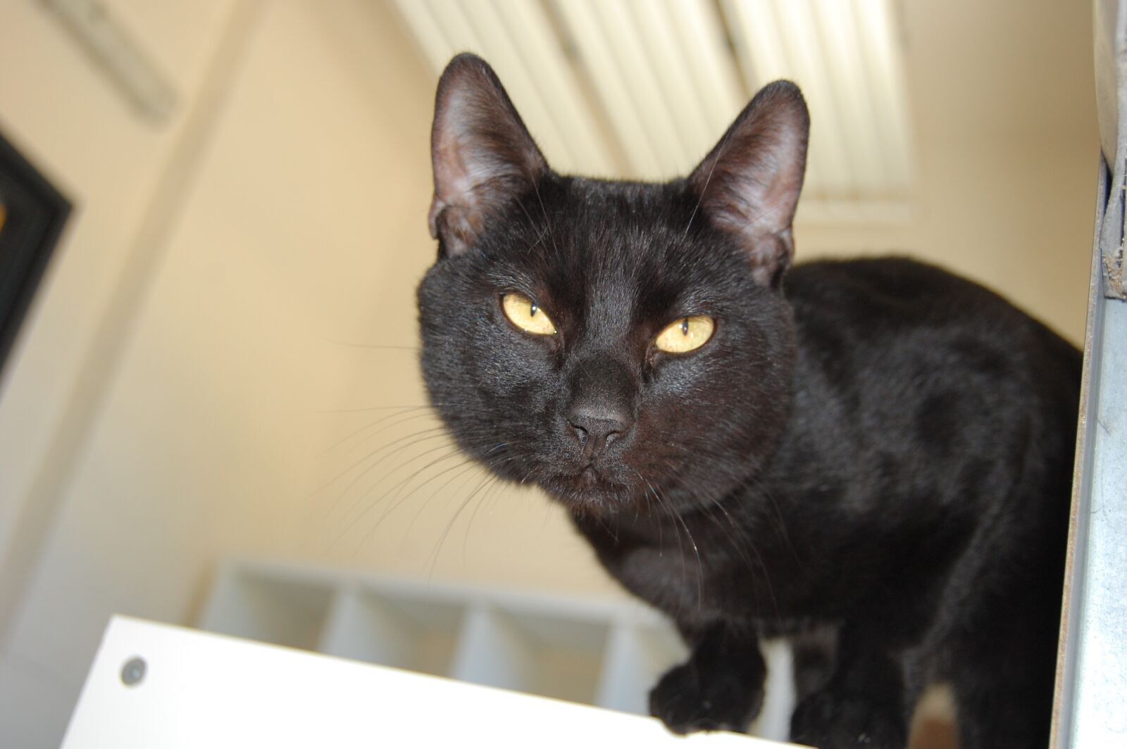 Nikon D40 sample photo. Cat, portrait, look photography
