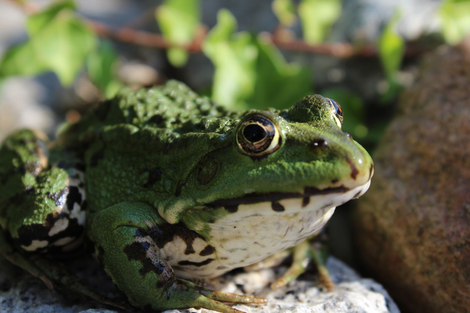 Canon EOS 1200D (EOS Rebel T5 / EOS Kiss X70 / EOS Hi) sample photo. Frog, animal, amphibian photography