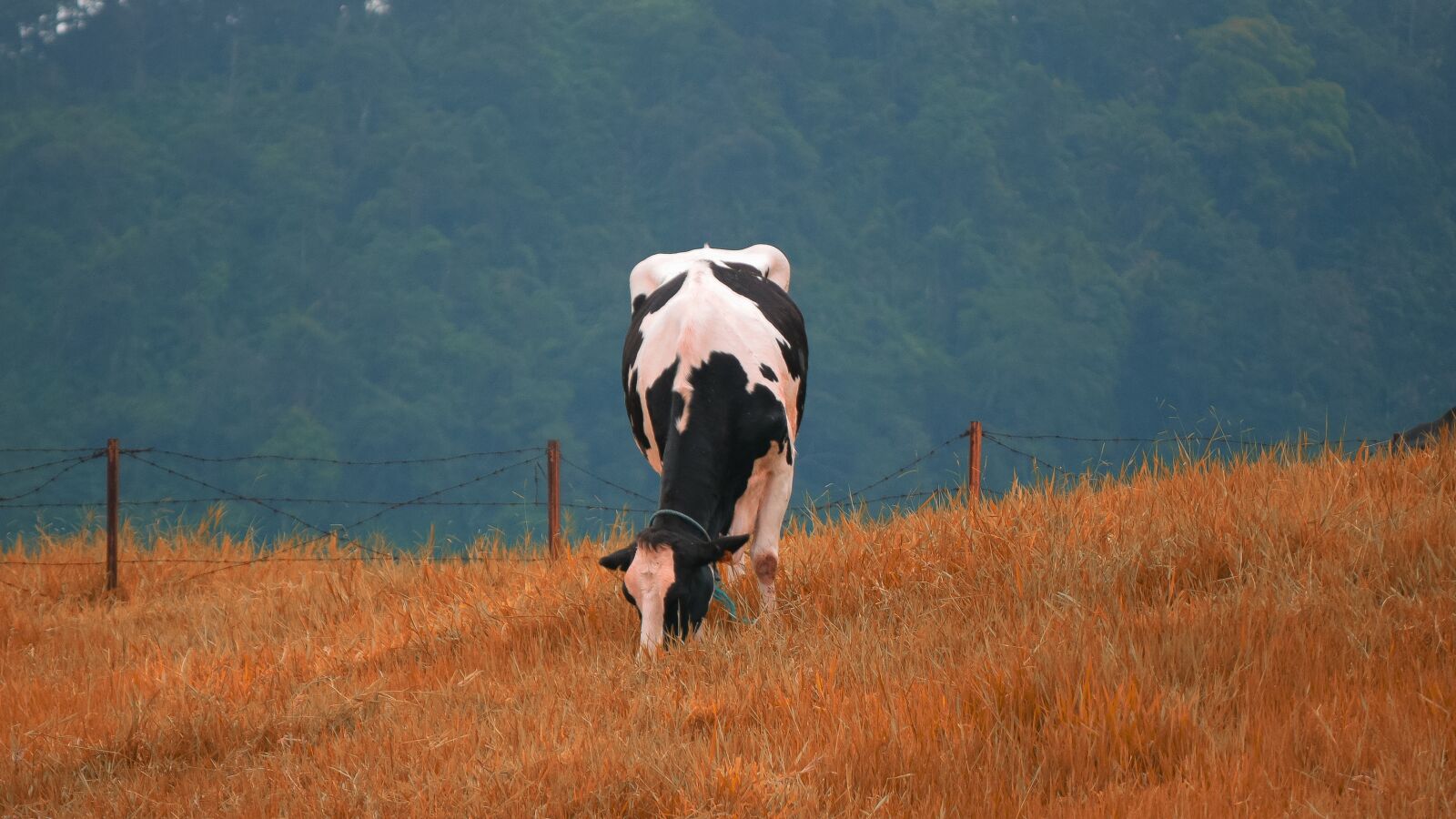 Nikon D3300 sample photo. Grass, cattle, highlands photography