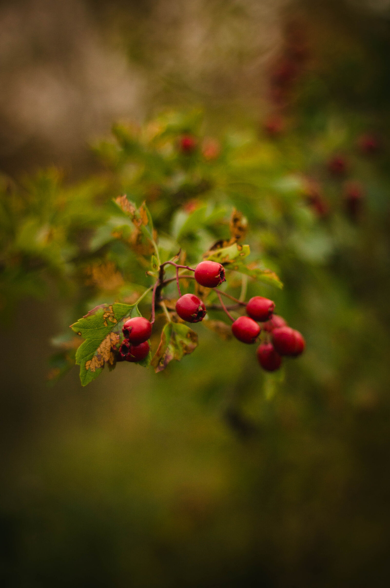 Canon EOS 600D (Rebel EOS T3i / EOS Kiss X5) + Canon EF 50mm F1.8 II sample photo. Berries, nature, red, plant photography