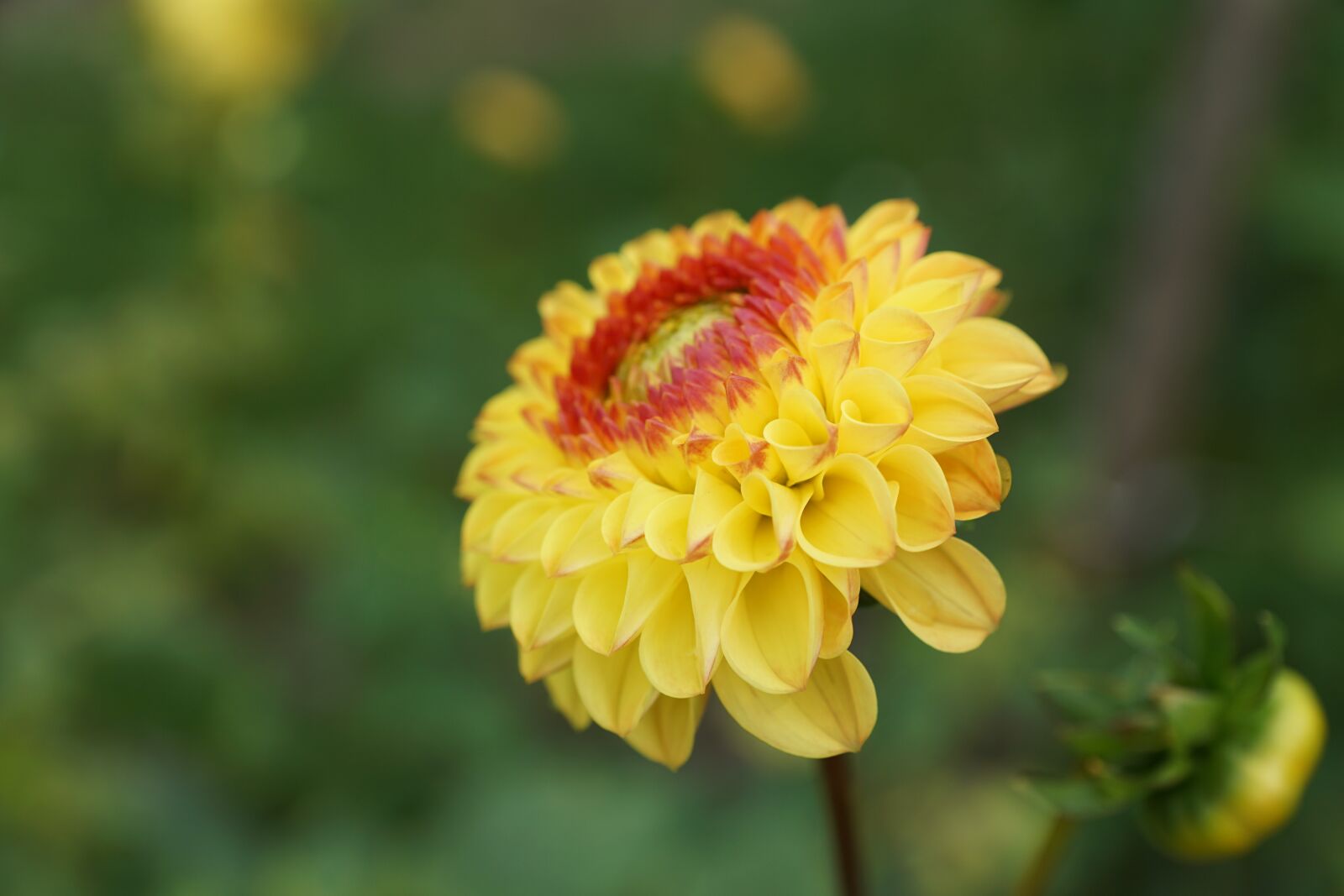 Sony DT 16-50mm F2.8 SSM sample photo. Dallie, flower, yellow photography