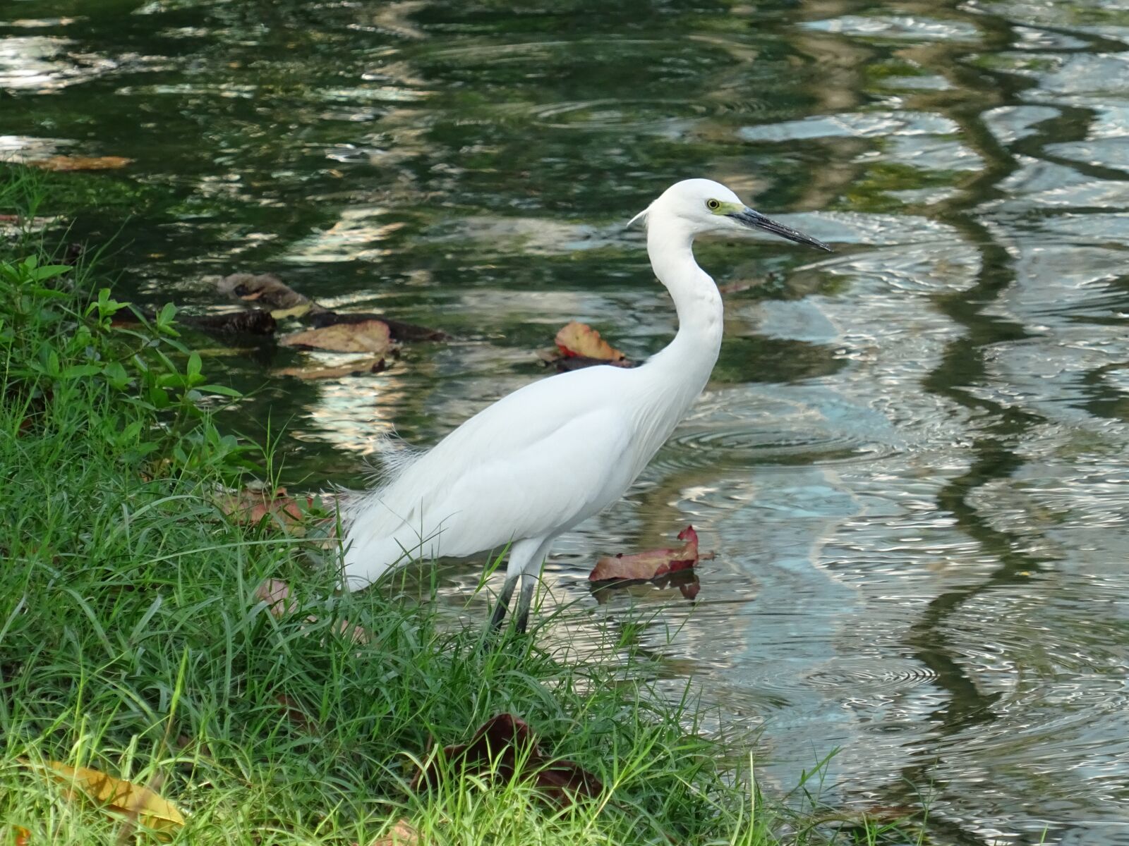 Sony DSC-HX60V sample photo. Animal, bird, thailand photography