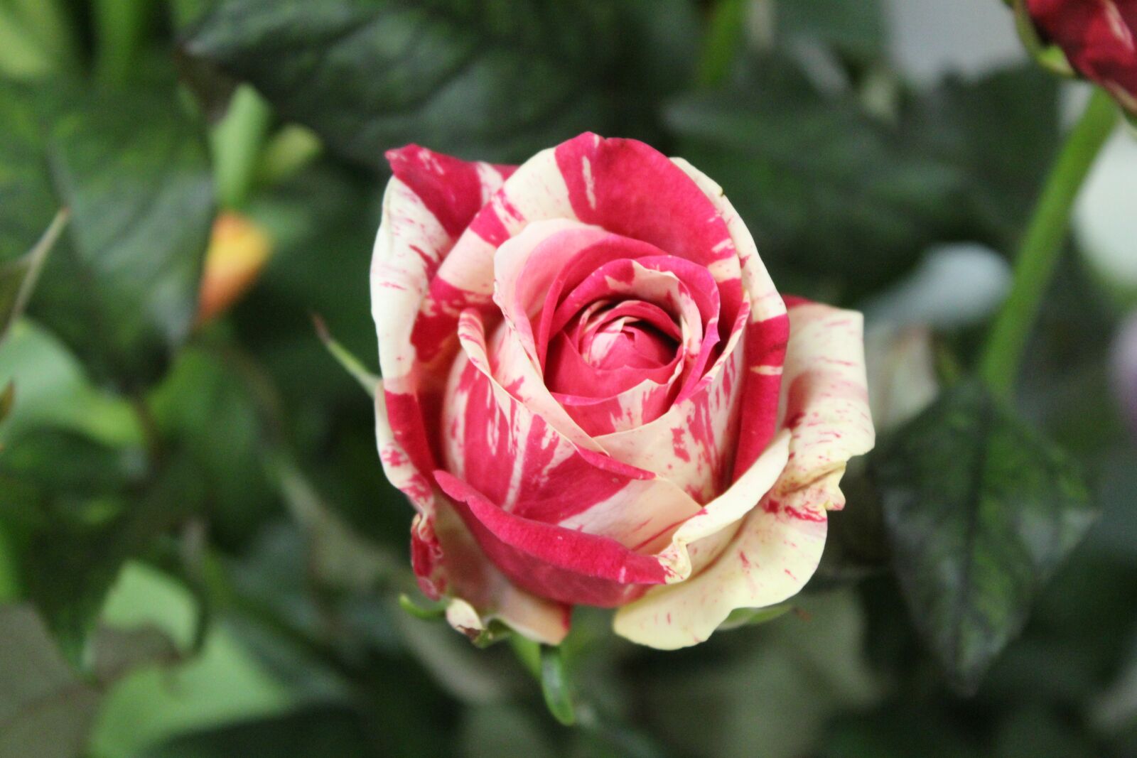 Canon EOS 4000D (EOS Rebel T100 / EOS 3000D) sample photo. Flower, red, rosa photography