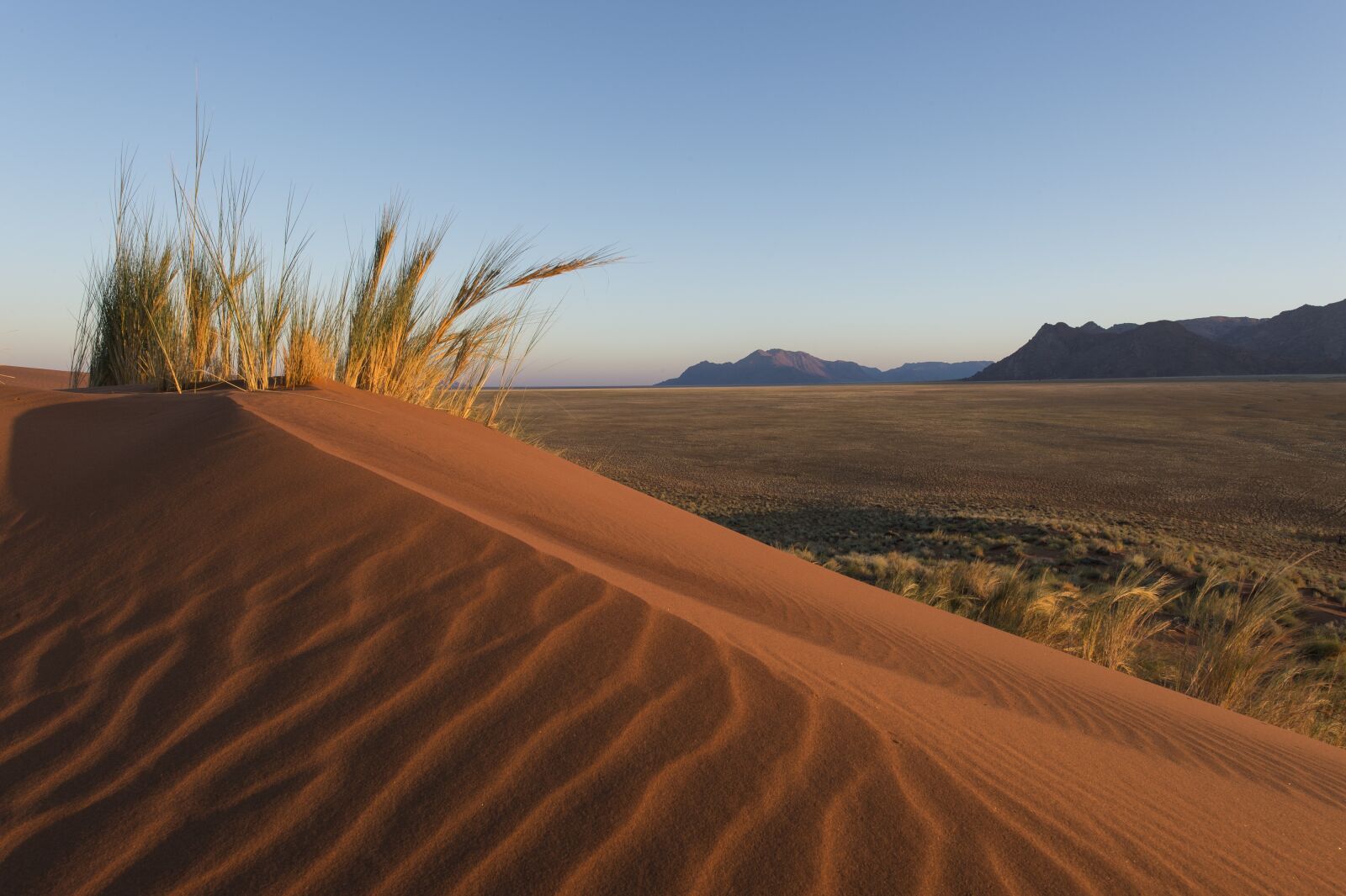 Nikon D4 sample photo. Desert, namibia, grass photography