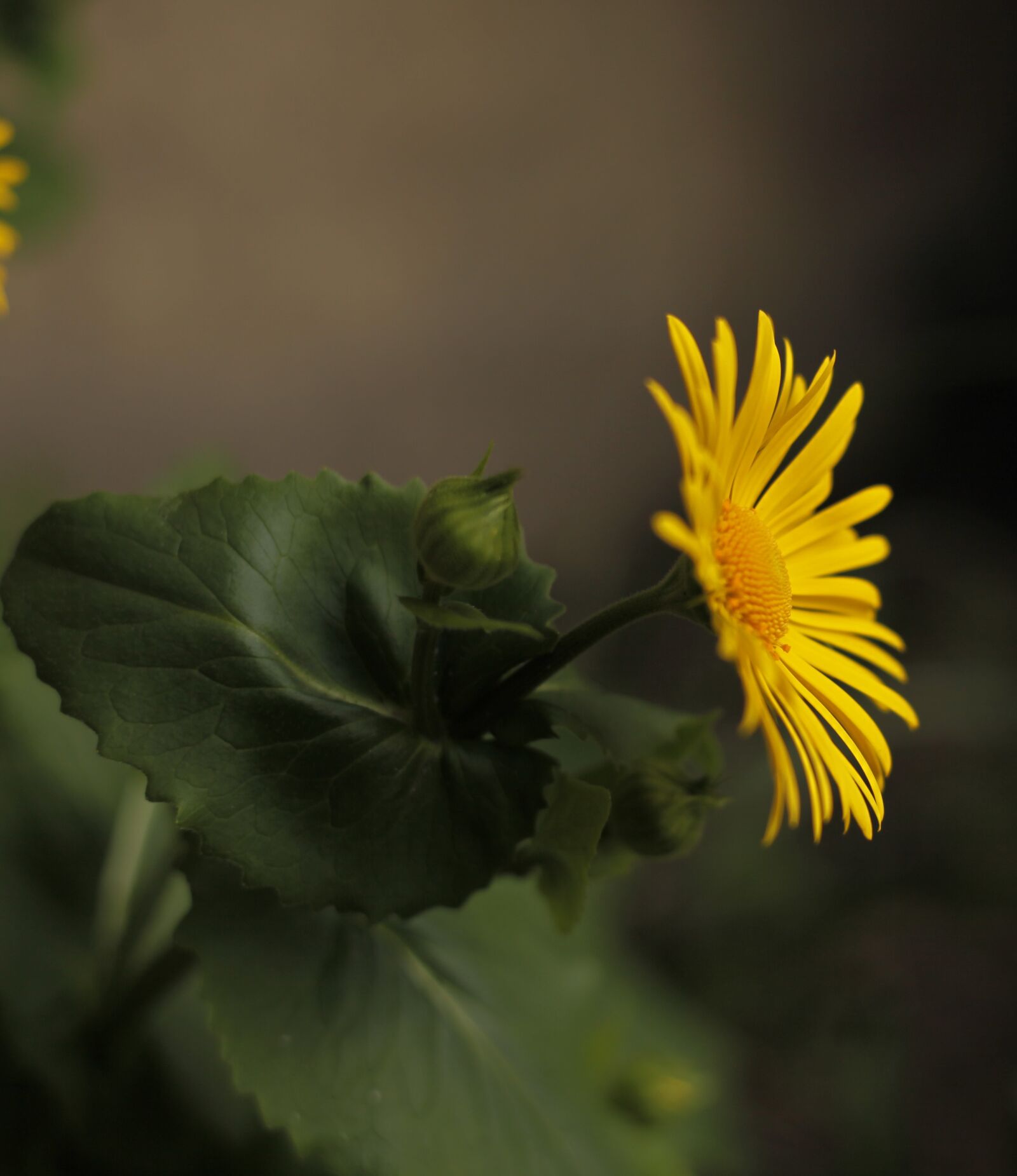 Canon EOS 5D Mark II sample photo. Flower, yellow, floral photography