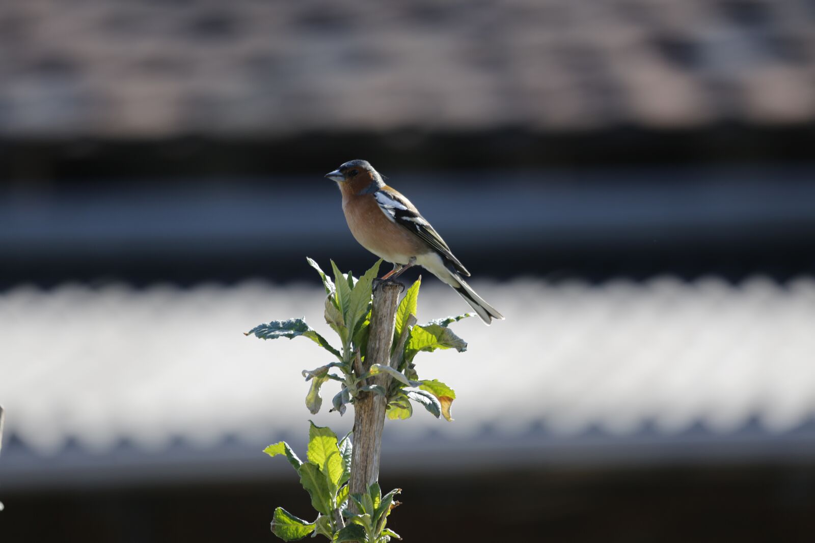 Canon EF 100-400mm F4.5-5.6L IS USM sample photo. Chaffinch, bird, wild animal photography
