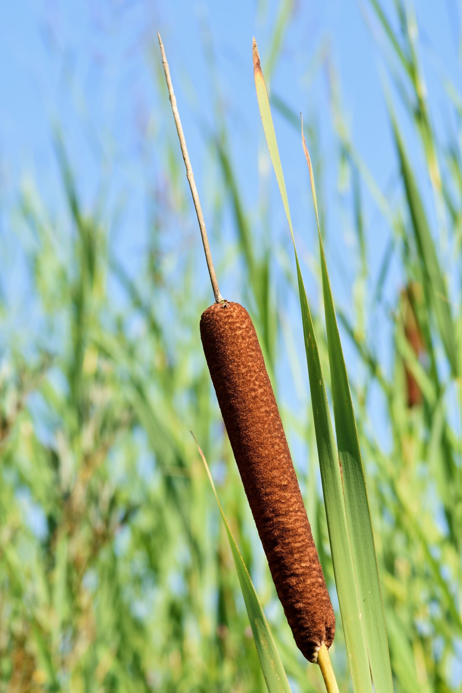 Nikon D7200 sample photo. Cattail, kanonenputzer, lampenputzer photography