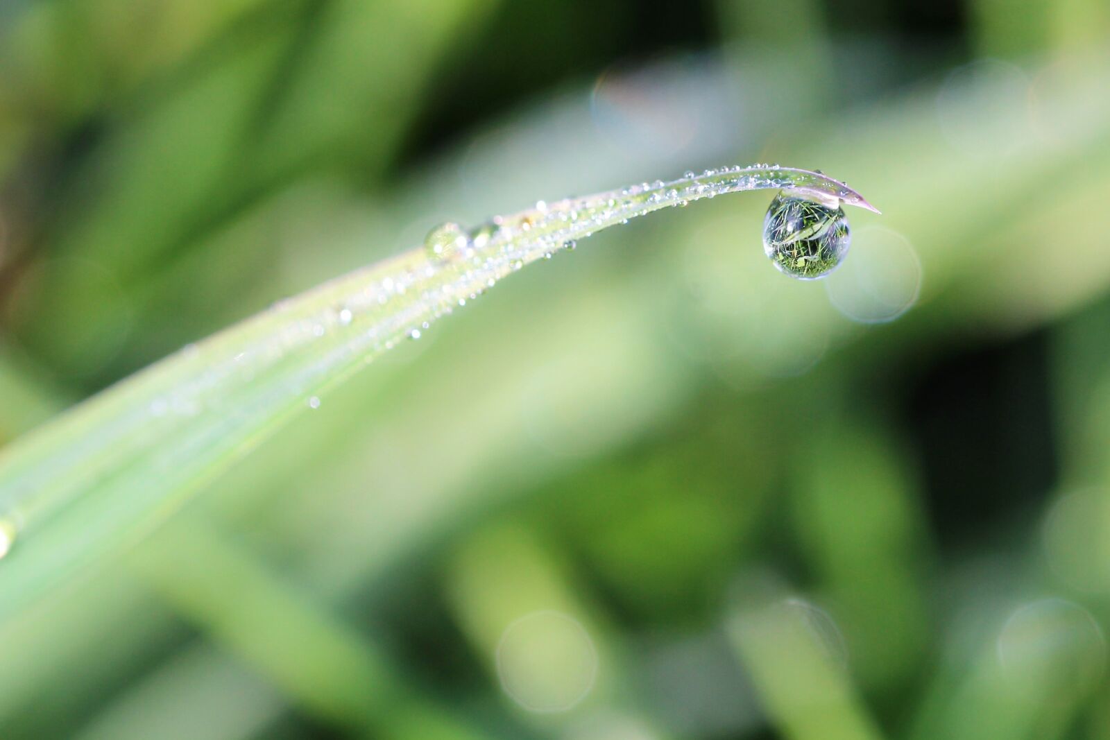 Canon EOS 1200D (EOS Rebel T5 / EOS Kiss X70 / EOS Hi) sample photo. Dewdrop, meadow, macro photography