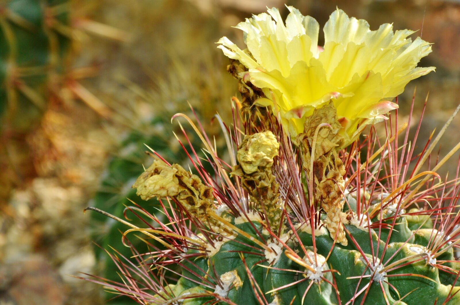 Nikon D3200 sample photo. Cactus, spur, blossom photography