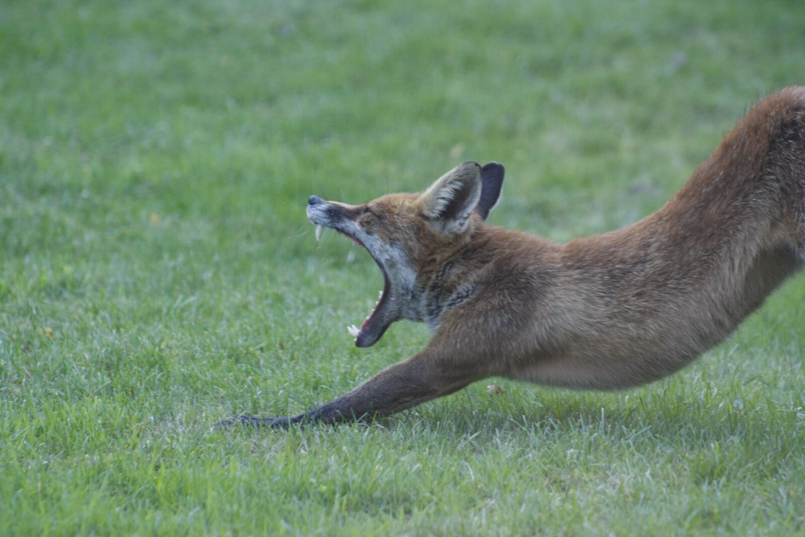 Canon EOS 40D sample photo. Animal, fox, teeth photography