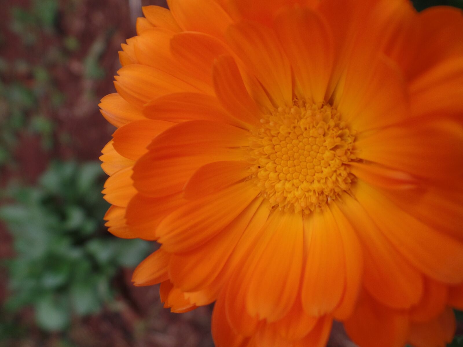 Samsung WB350F/WB351F/WB352F sample photo. Nature, flower, beauty photography